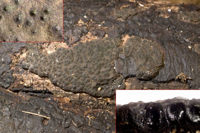 macrostoma