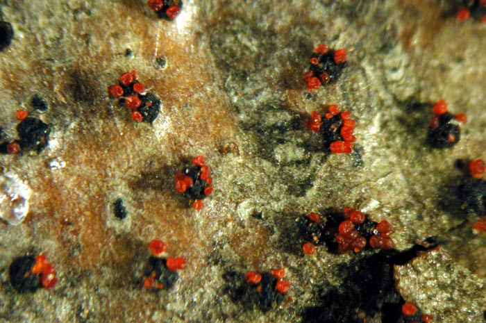 macrostoma