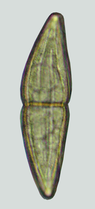 macrostoma