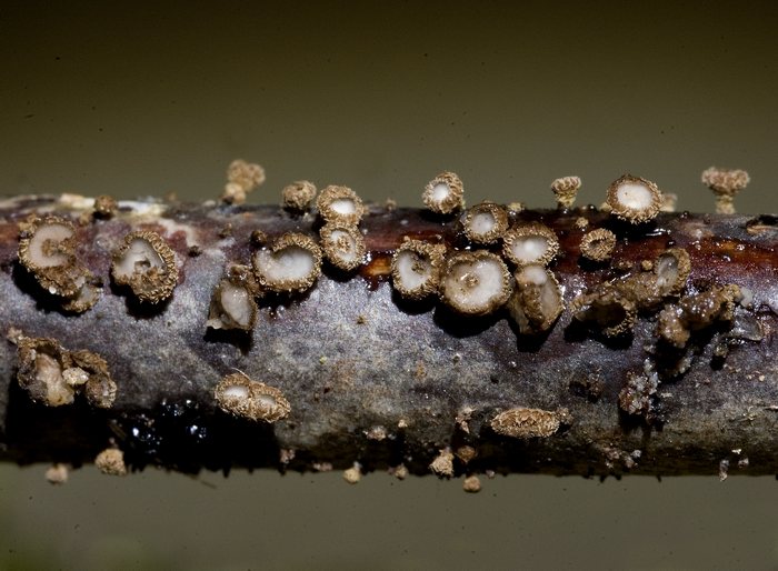 macrostoma