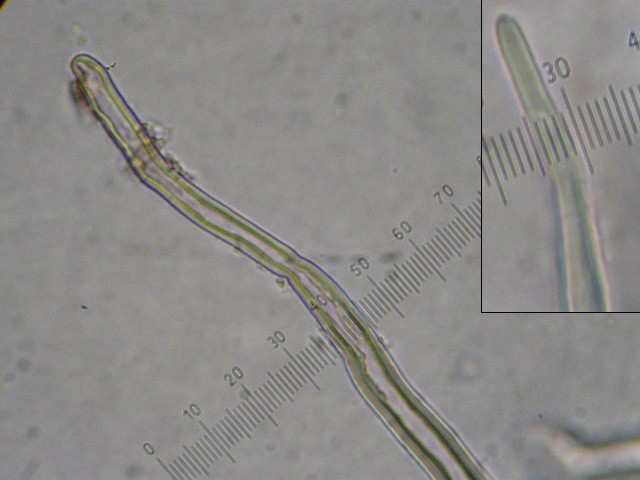macrostoma