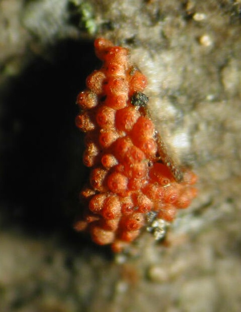 macrostoma