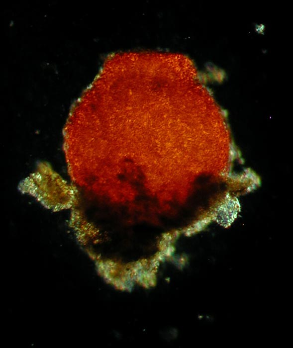 macrostoma