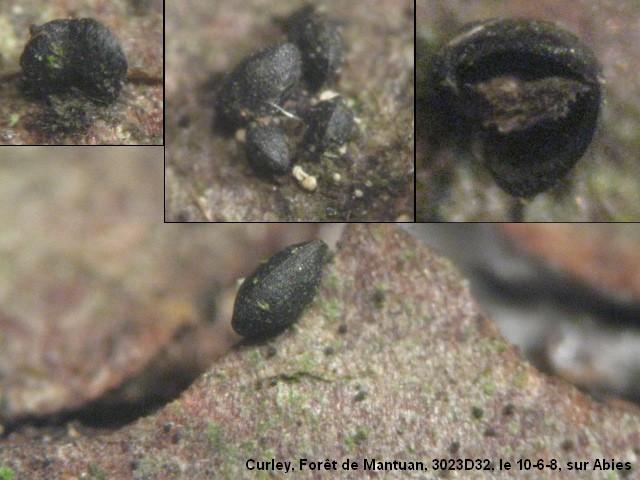 macrostoma