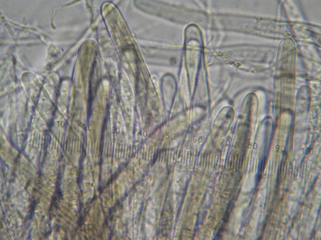 macrostoma