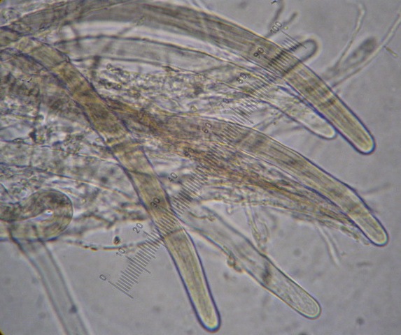 macrostoma