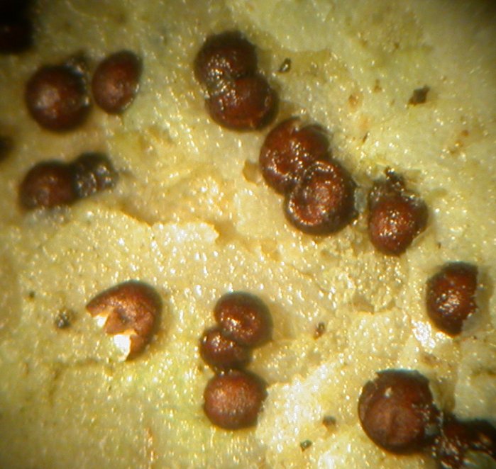 macrostoma