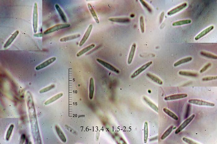 macrostoma