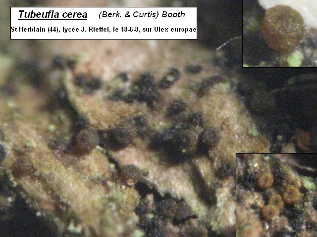 macrostoma