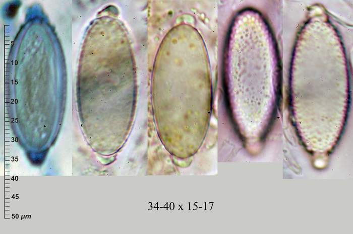 macrostoma
