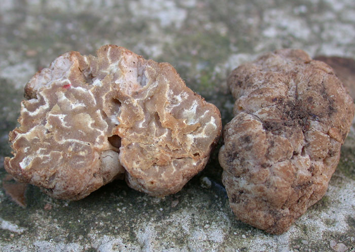 macrostoma