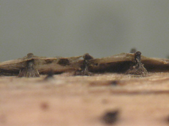 macrostoma