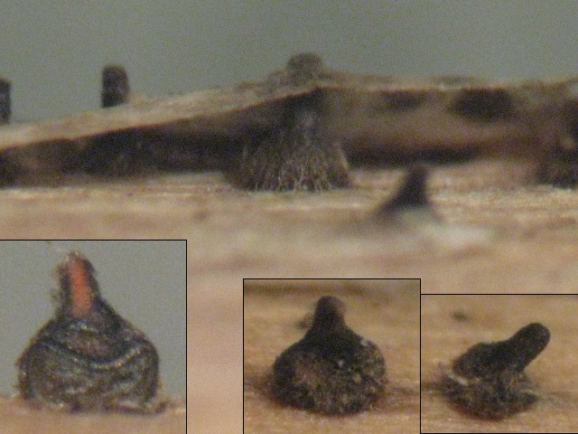 macrostoma