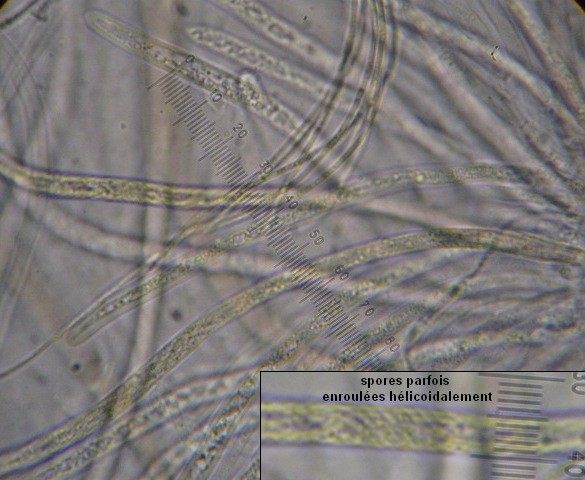 macrostoma