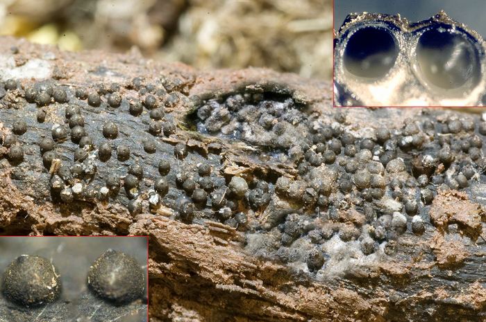 macrostoma