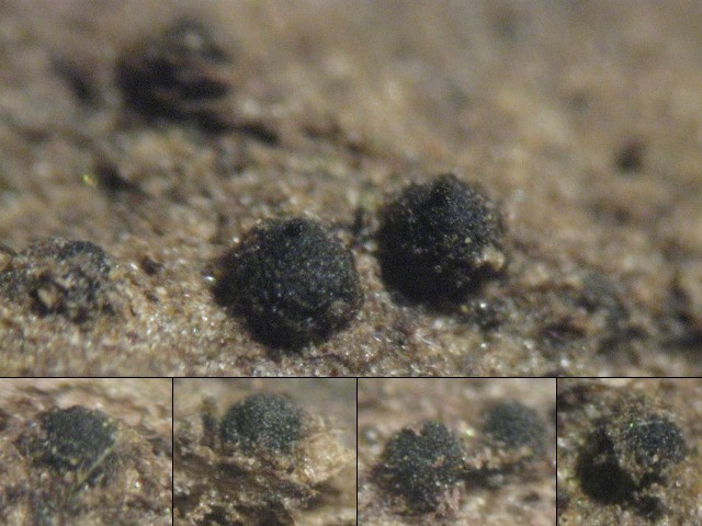 macrostoma
