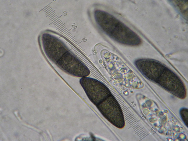 macrostoma