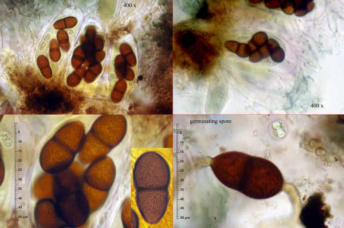 macrostoma