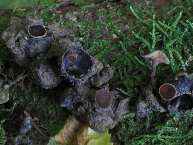 macrostoma