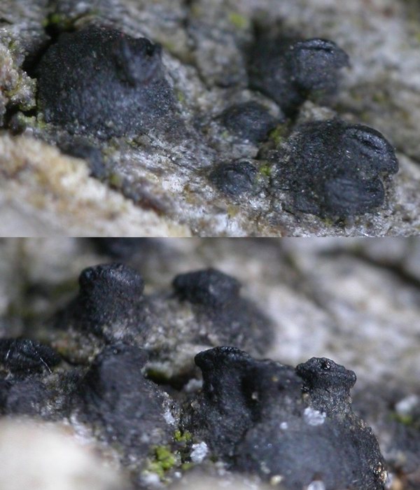 macrostoma