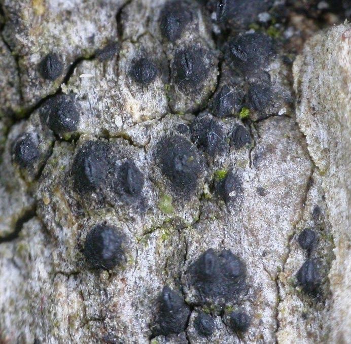 macrostoma