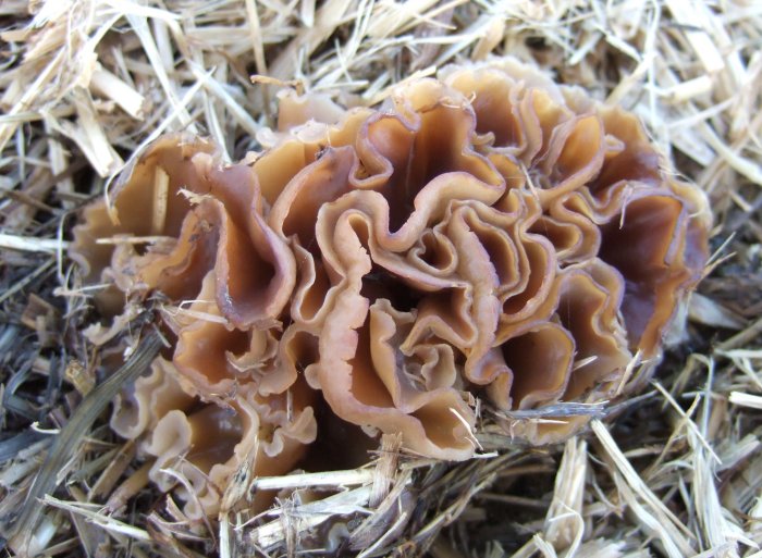 macrostoma