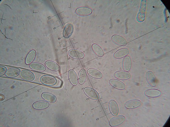 macrostoma