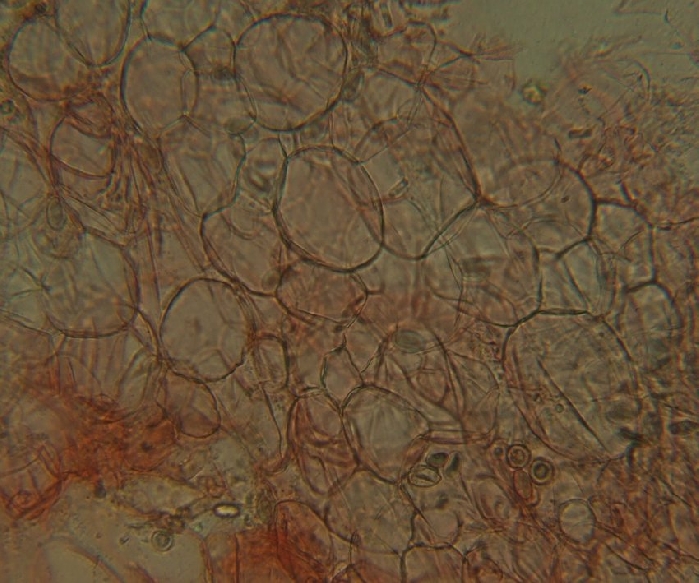 macrostoma