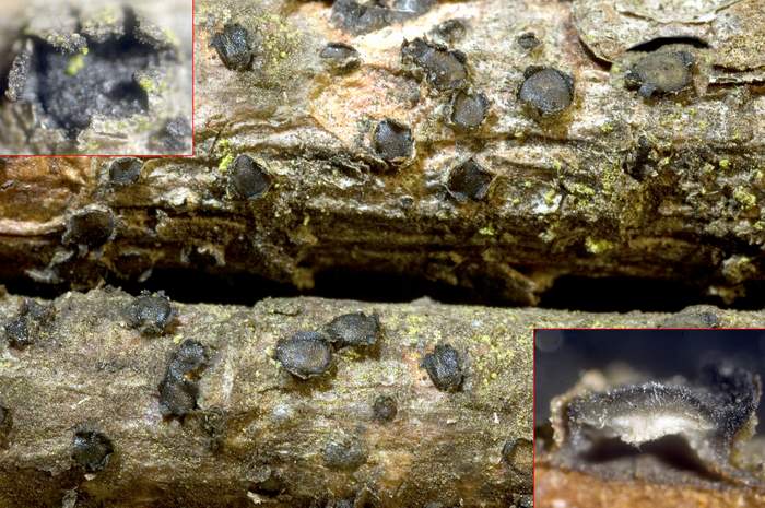 macrostoma