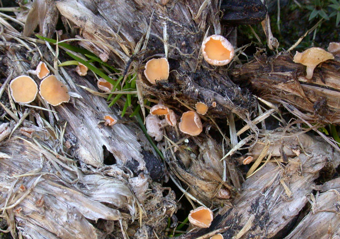macrostoma