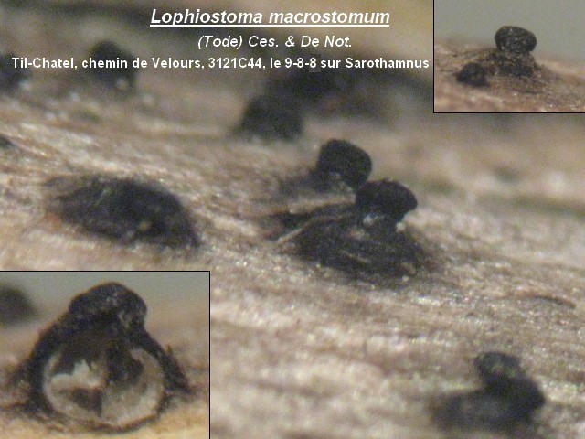 macrostoma