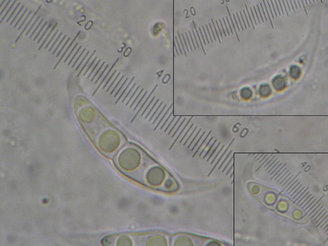 macrostoma