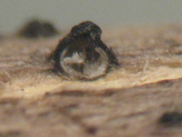 macrostoma