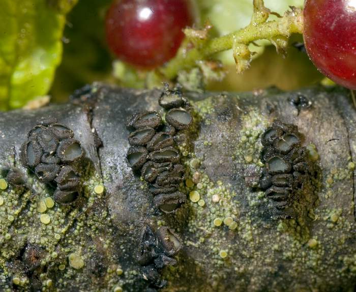 macrostoma