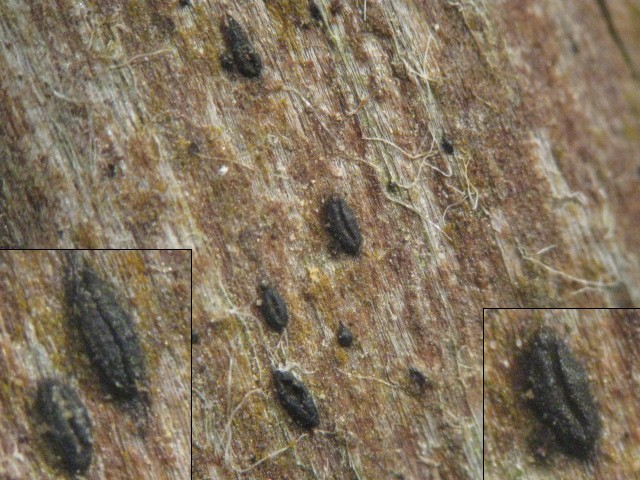 macrostoma