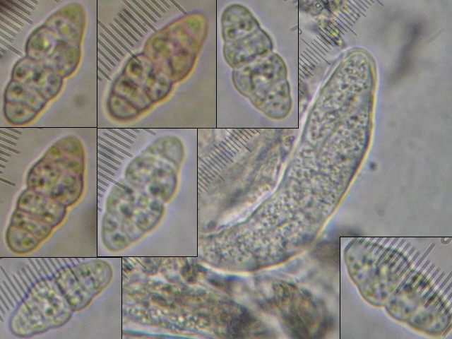 macrostoma