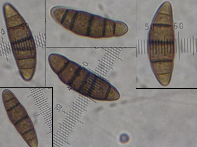 macrostoma