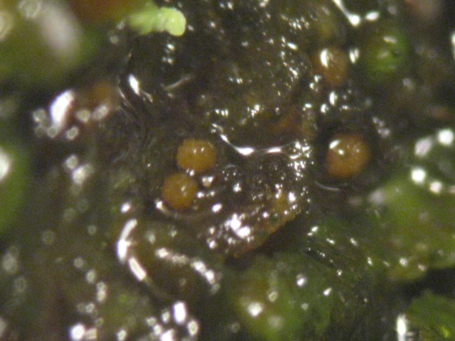 macrostoma