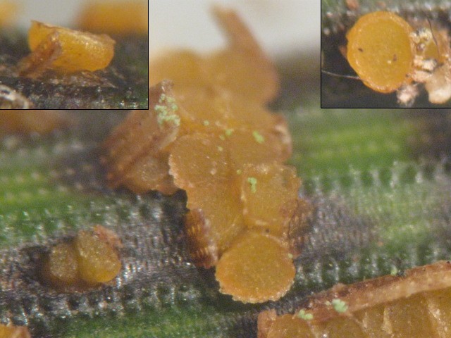 macrostoma