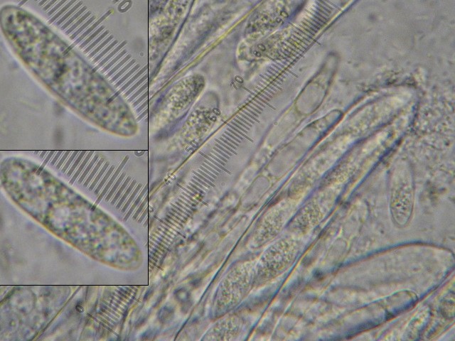 macrostoma