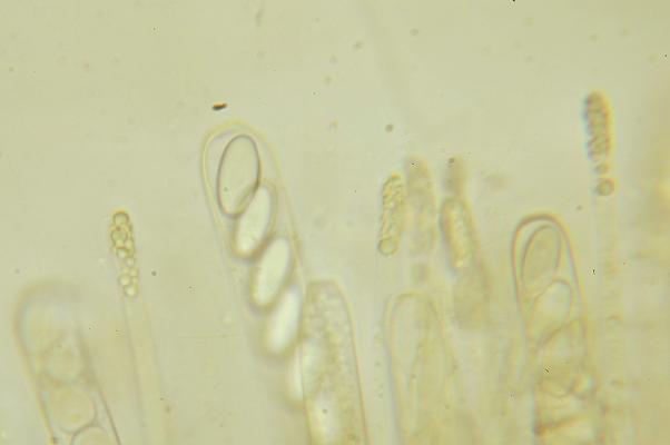 macrostoma