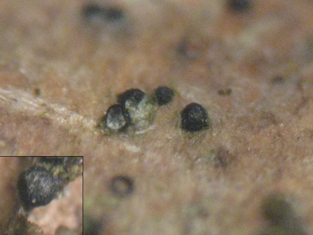 macrostoma