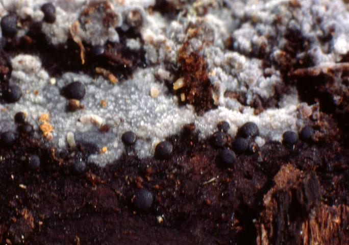 macrostoma