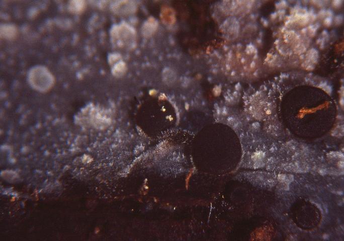 macrostoma