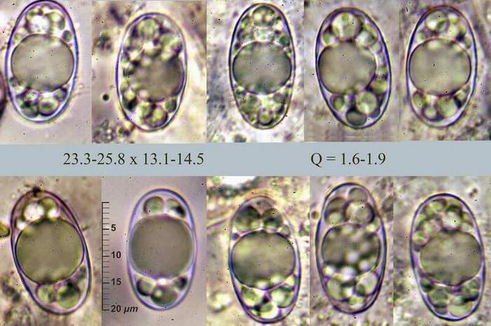 macrostoma