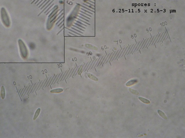 macrostoma