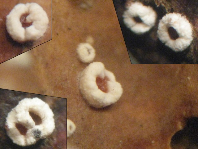 macrostoma