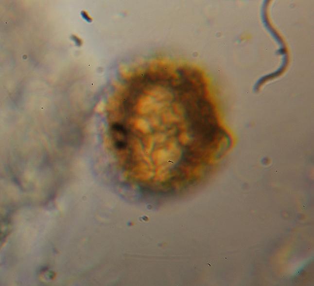 macrostoma