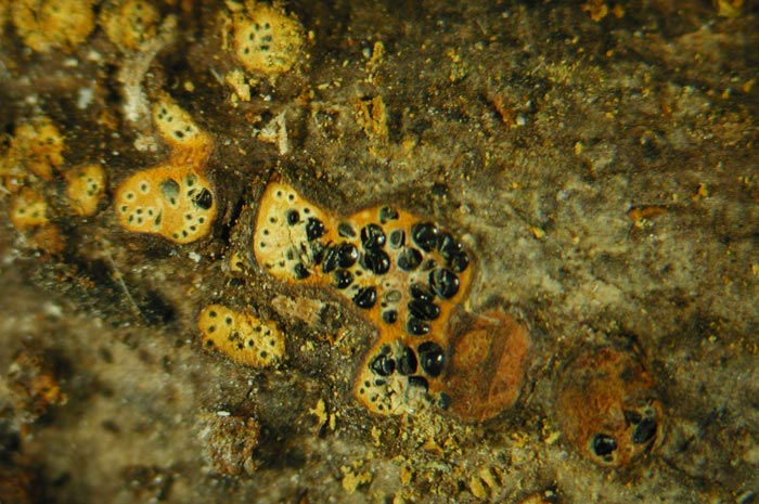 macrostoma
