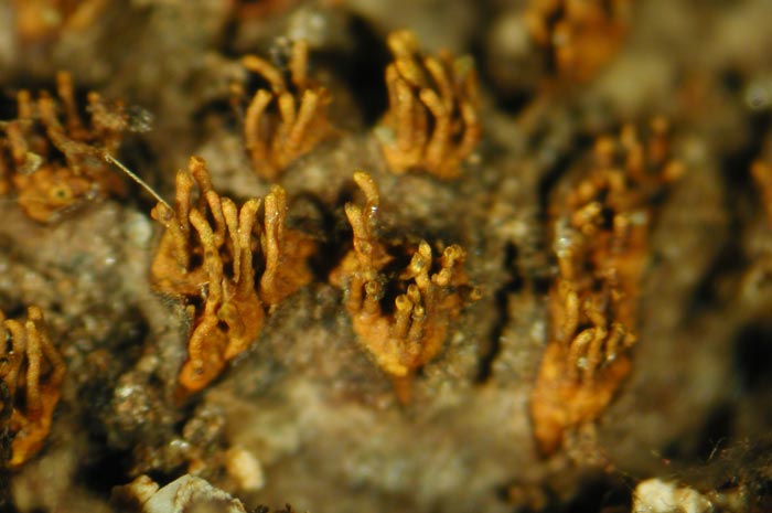 macrostoma